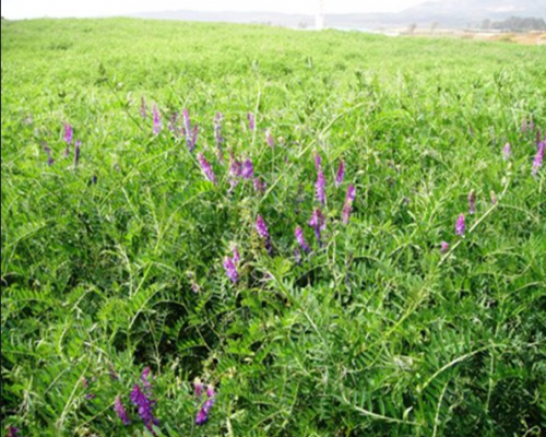 光叶紫花苕高产栽培技术