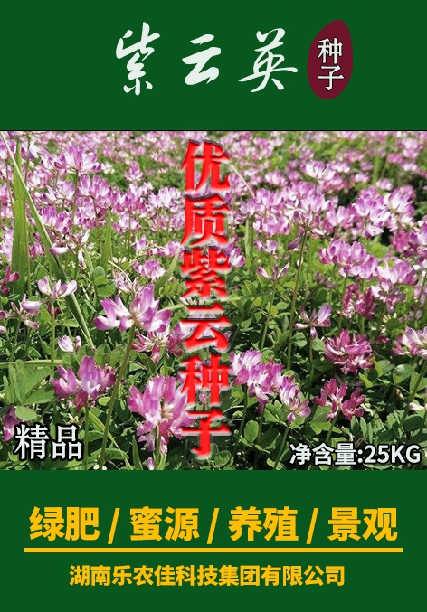紫冷艳一号